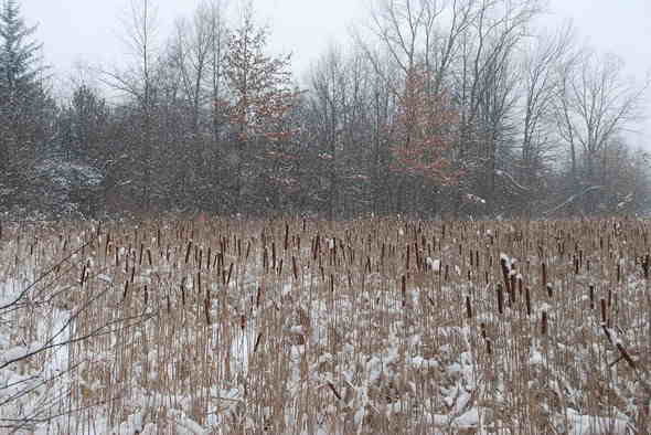 cat-tails in winter.JPG